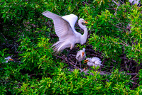 Great Egret & Chicks