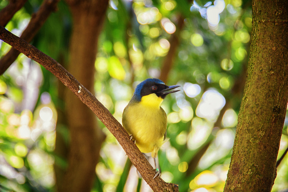 Blue-Crowned Laughing Thrush