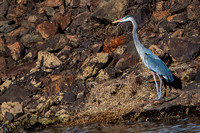 Great Blue Heron at Jordan Lake