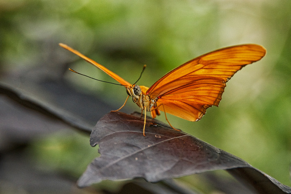 Orange Julius Butterfly
