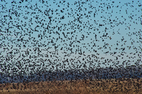 Red-Wing Blackbird Migration