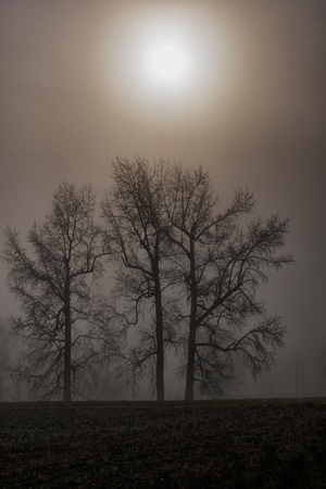 Fog & Sun