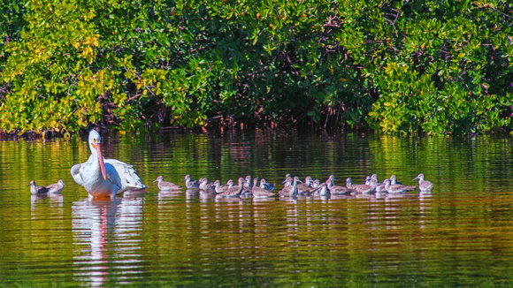 White Pelicans and Friends