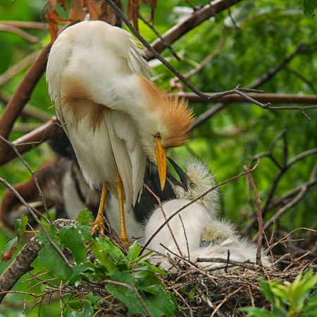 Cattle Egret with Chicks