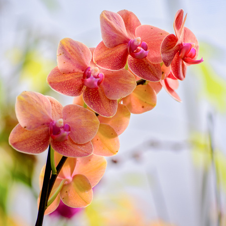 Peach Orchids