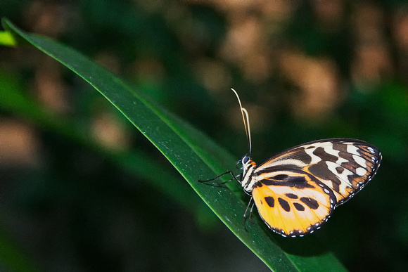 Tiger Mimic Butterfly
