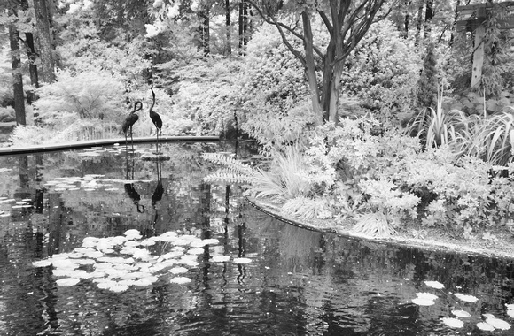 Pond at Duke Gardens