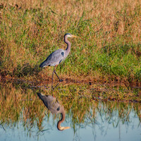 Great Blue Reflecting