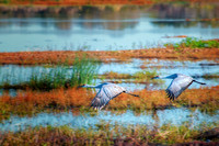 Sandhill Cranes at Myakka River State Park