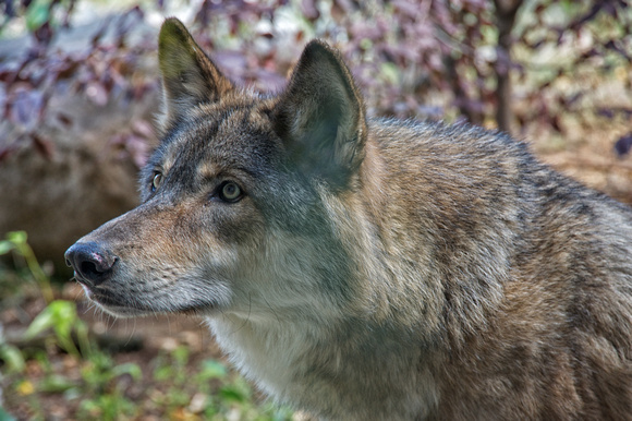 Great Lakes Wolf