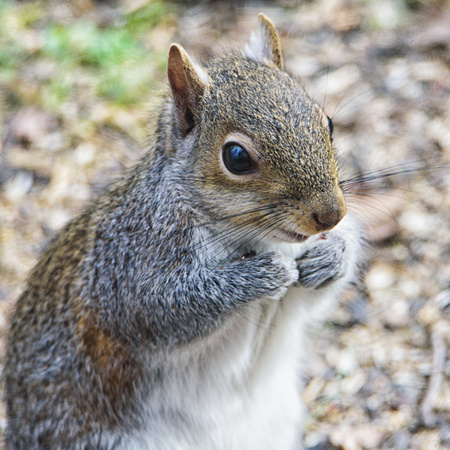 Squirrel Snack