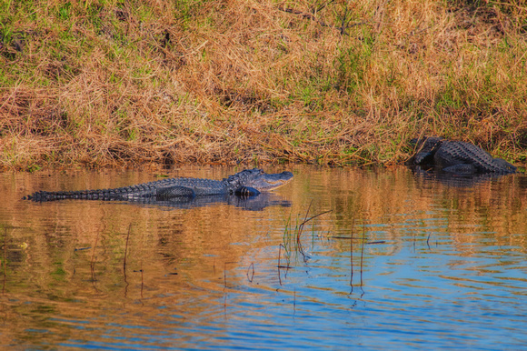 Alligators in Myakka River