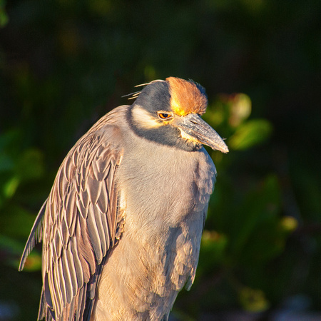 Yellow Crowned Night Heron
